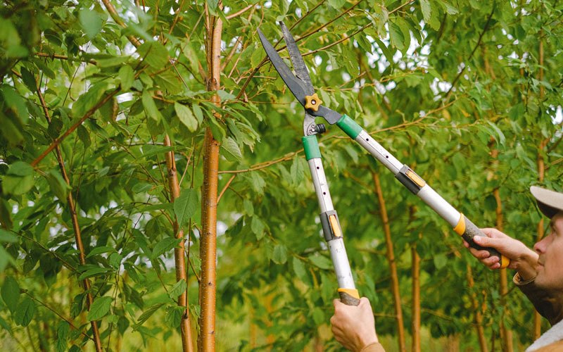 Tree trimming in Sentinel Butte, ND