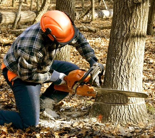 Tree Removal in Sentinel Butte, ND